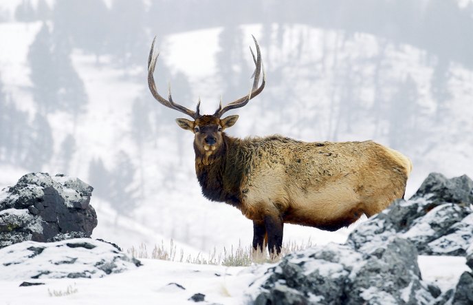9287_Wild-deer-in-the-forest-Winter-season.jpg
